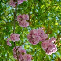 Цветущая сакура :: Надежда