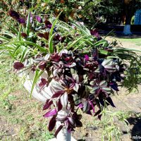 Осень в парке Октября :: Нина Бутко Осень в парке Октября :: Нина Бутко