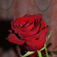 ... :: Константин Штарк