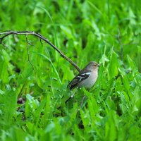Красотка самка Зяблика. :: Владимир Филимонов