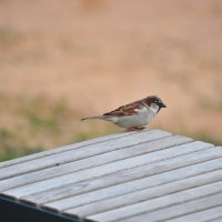 Его величество воробышек :: Владимир Филимонов