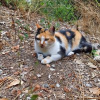 отдых :: Владимир 