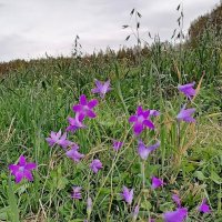 Цветы октября. :: Татьяна Корнеева 