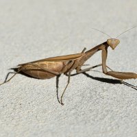 Богомол :: Александр Стариков