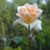 Роза :: Иван Генералов