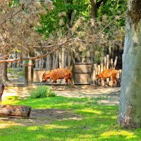 *** :: Witalij Löwin *** :: Witalij Löwin