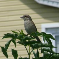 Сорокопут жулан :: Елена Елена