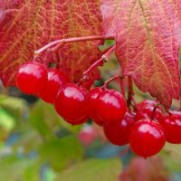 Ягоды спелой калины. :: Милешкин Владимир Алексеевич Ягоды спелой калины. :: Милешкин Владимир Алексеевич