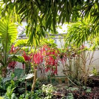 В павильоне Тропического леса :: Veera V В павильоне Тропического леса :: Veera V