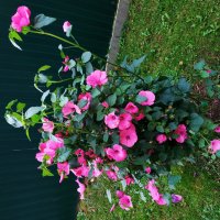 * * * :: Андрей Лукьянов * * * :: Андрей Лукьянов