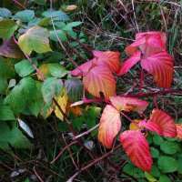 Красные наступают на зелёных :: Андрей Лукьянов Красные наступают на зелёных :: Андрей Лукьянов