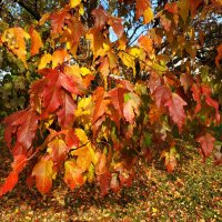 Красные побеждают зеленых :: Андрей Лукьянов