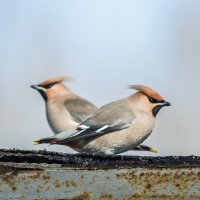 Свиристели :: Виктор Иванович Чернюк