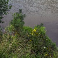 На берегу реки :: Сергей Цветков