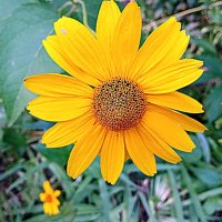 Цветы. :: Владимир Драгунский