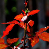 Растительный мир :: Роман Савоцкий