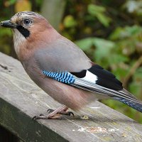 Сойка :: Лина 