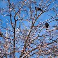 вороны сидят на обледеневших ветках дерева :: Александр Лычагин