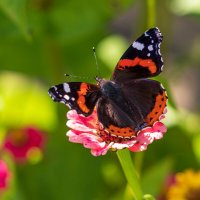 Красный адмирал. :: Анатолий. Chesnavik. Красный адмирал. :: Анатолий. Chesnavik.