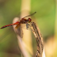 Посадка 2. :: Анатолий. Chesnavik.