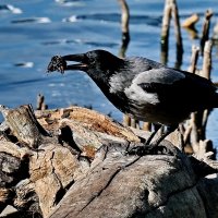 А что на обед... :: Николай Саржанов