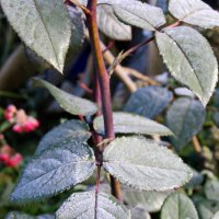 Листья розы в инее. :: сергей ермошкин Листья розы в инее. :: сергей ермошкин