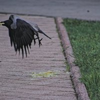 Ура чипсы ,чипсы чипсыыы ))) :: Giant Tao /