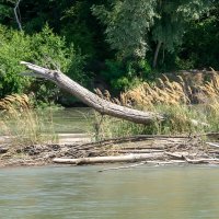 Река Кубань и деревья :: Игорь Сикорский