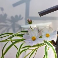 Икэбана :: Тамара Вебер