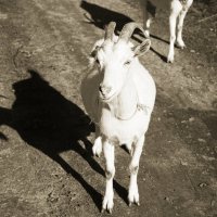 Коза :: Денис Безногов