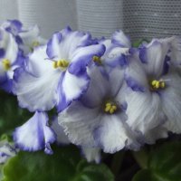 Фиалки :: Freddy 97