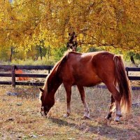 осіннє :: Степан Карачко