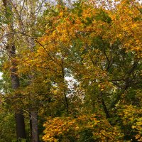 Осенняя природа :: Александр Синдерёв