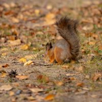 Белка что-то прячет :: Александр Синдерёв
