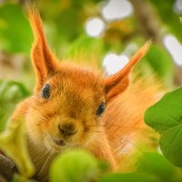 Проказница. :: юрий Амосов