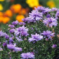 осень в городе :: Олег Лукьянов