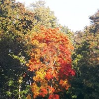 ... :: Надежда 