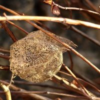 "Будет апрель!" Ю.Левитанский :: Syntaxist (Светлана)