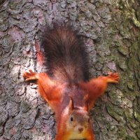 Вниз головой :: Андрей Снегерёв Вниз головой :: Андрей Снегерёв