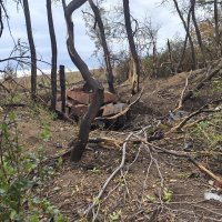 Леопард :: Тхан