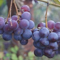 Виноград :: Глеб 