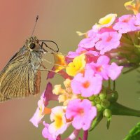 На цветке. :: Оля Богданович