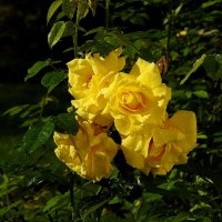 ******** :: ИННА ПОРОХОВА