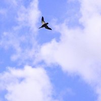 Высоко в небе. :: Василий Палий