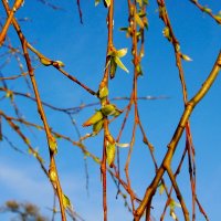 Природа просыпается... Весна... :: Игорь Тельцов