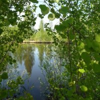 лесное озеро :: Владимир 