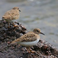 Кулики :: Владилен Панченко