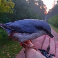 Поползень :: Сапсан 