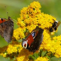 опять про бабочек 41 :: Александр Прокудин опять про бабочек 41 :: Александр Прокудин