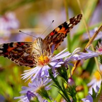 опять про бабочек 44 :: Александр Прокудин